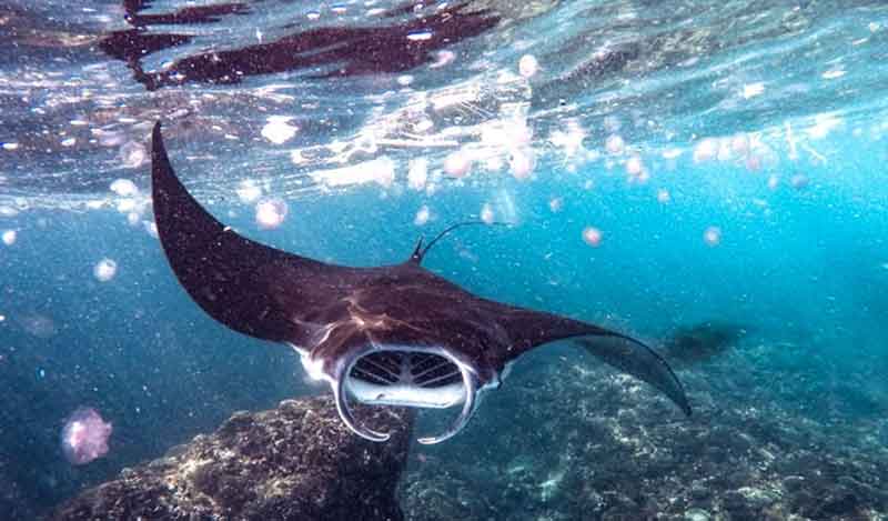 Nusa Penida Snorkeling with Manta Rays